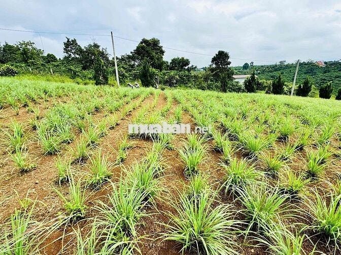 hàng hiếm giá rẻ siêu bất ngờ tại lộc an - bảo lâm 2