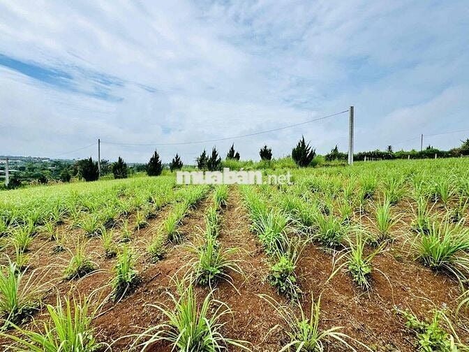 hàng hiếm giá rẻ siêu bất ngờ tại lộc an - bảo lâm 2