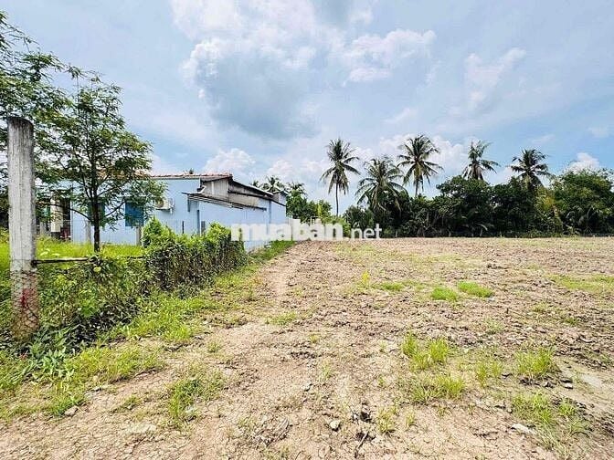 🌵🌵 BÁN 500M² ĐẤT VƯỜN NỀN SẴN – SẸC ĐƯỜNG NHỰA NGUYỄN THỊ LẦU  📍 Ra nh