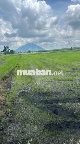BÁN ĐẤT FULL THỔ CƯ - XÃ CHÀ LÀ - HUYỆN DƯƠNG MINH CHÂU GIÁ RẺ