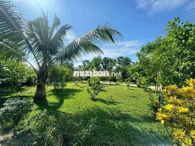 Nhà e bán vườn sầu riêng Chơn Thành giá rẻ 360 triệu