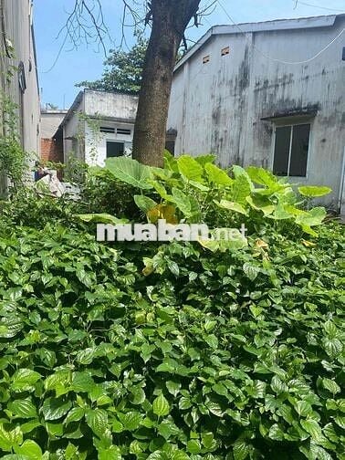Đất sổ riêng, thổ cư Bửu Long,Biên Hoà 109m2 giá 1.65 tỷ