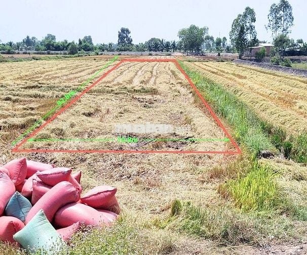Bán đất sổ đỏ 2025,Full thổ:1000m2, đường Sa Bà, Hòa Khánh Nam,Đức Hòa