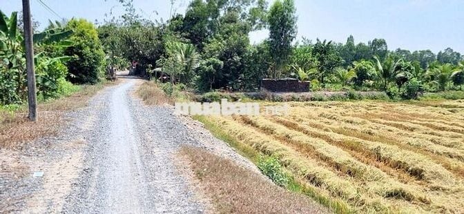 Bán đất sổ đỏ 2025,Full thổ:1000m2, đường Sa Bà, Hòa Khánh Nam,Đức Hòa