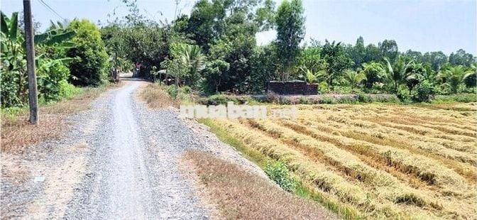 Bán đất sổ đỏ 2025,Full thổ:1000m2, đường Sa Bà, Hòa Khánh Nam,Đức Hòa