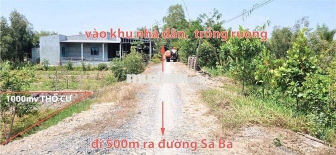 Bán đất sổ đỏ 2025,Full thổ:1000m2, đường Sa Bà, Hòa Khánh Nam,Đức Hòa