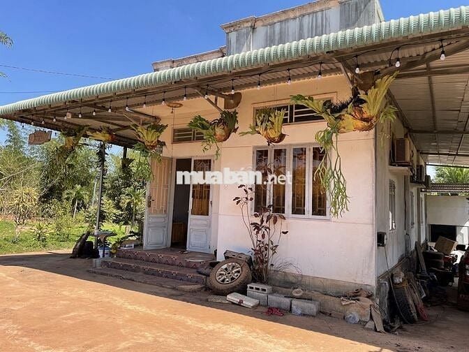 Bán đất CLN 7.800m2, 39m mặt tiền đường Thác Trời, xã Xuân Bắc