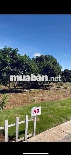 Chủ kẹt tiền gửi bán lô đất đẹp tại Mê Linh cách Đà Lạt chỉ 10km