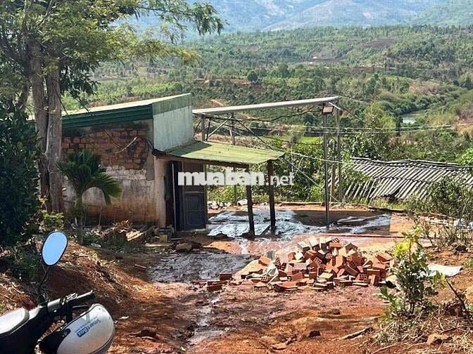 Cần bán rẫy cafe 3.5ha tại Linh Nham,xã Đakdjrang, Mang Yang,Gia Lai