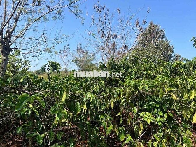 Cần bán rẫy cafe 3.5ha tại Linh Nham,xã Đakdjrang, Mang Yang,Gia Lai