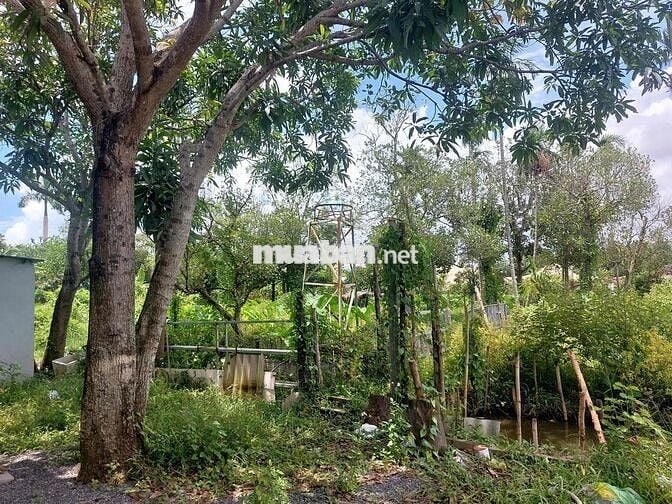 Cho thuê đất, chính chủ, vị trí đẹp, giá cực rẻ, DT 2000m2, có nhà ở.