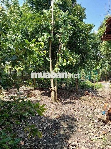 Đất An Thạnh Thuận An BD cũ. đườg thực tế 4m thông. 35,5x47 thổ cư 100