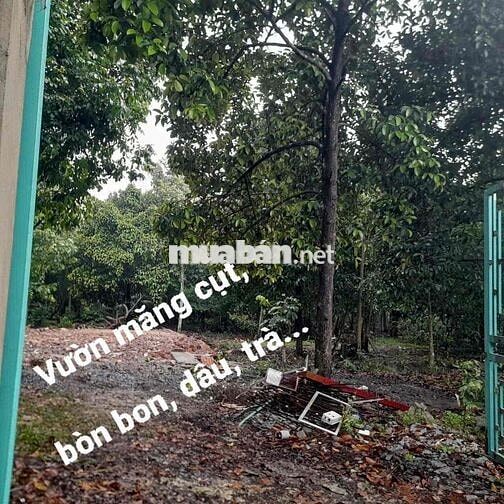 Đất An Thạnh Thuận An BD cũ. đườg thực tế 4m thông. 35,5x47 thổ cư 100