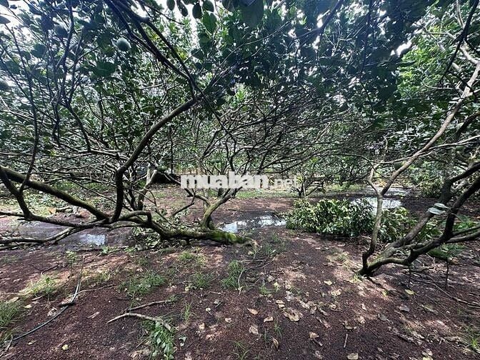 bán đất vườn trái cây Bình Lộc Long Khánh