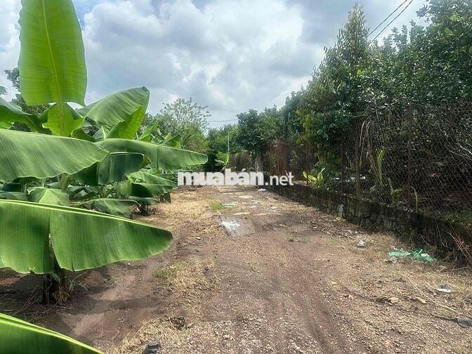 bán đất vườn trái cây Bình Lộc Long Khánh