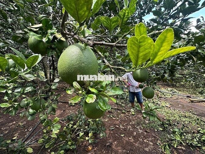 bán đất vườn trái cây Bình Lộc Long Khánh