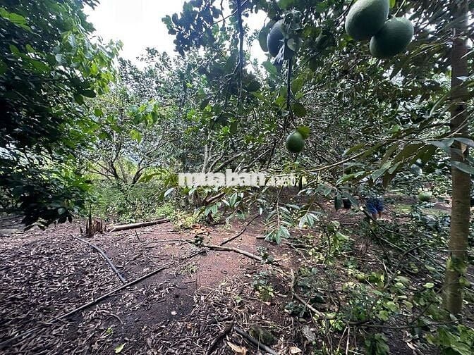 bán đất vườn trái cây Bình Lộc Long Khánh