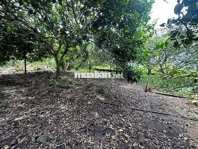 bán đất vườn trái cây Bình Lộc Long Khánh
