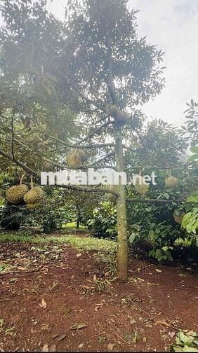 Đất Tara 267m2 đang có sầu riêng 7 năm giá còn tl