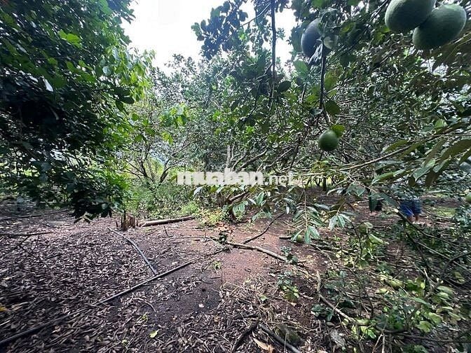 bán đất vườn trái cây Bình Lộc Long Khánh