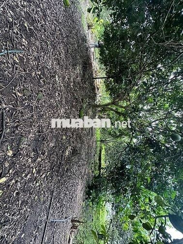 bán đất vườn trái cây Bình Lộc Long Khánh