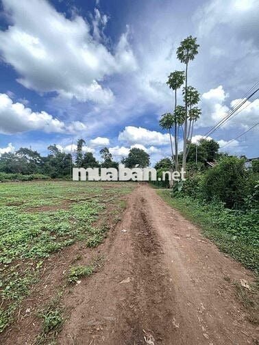 Đất Tara 267m2 đang có sầu riêng 7 năm giá còn tl