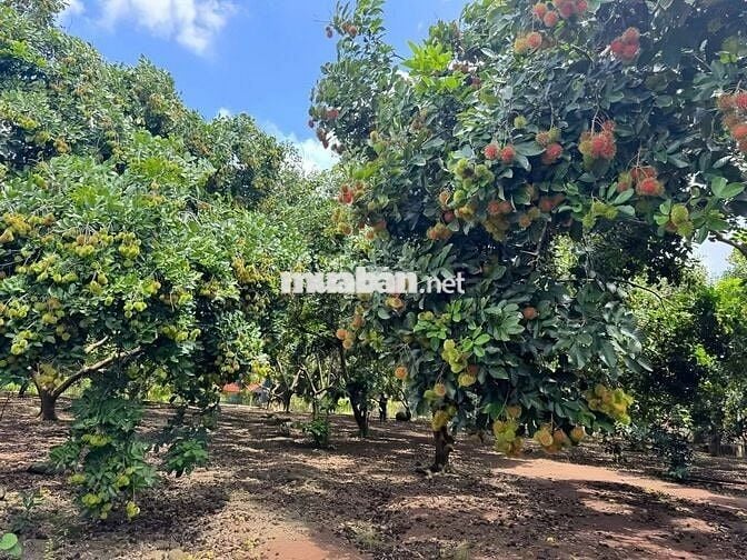 CHỦ NGỘP BÁN GẤP NHÀ VƯỜN RỘNG 2100M2  CÓ SẴN CÂY ĂN TRÁI