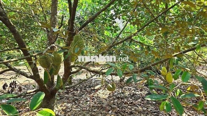 CHỦ NGỘP BÁN GẤP NHÀ VƯỜN RỘNG 2100M2  CÓ SẴN CÂY ĂN TRÁI
