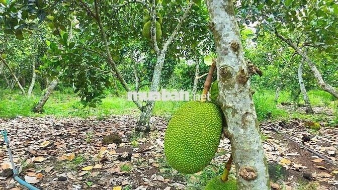 CHỦ NGỘP BÁN GẤP NHÀ VƯỜN RỘNG 2100M2  CÓ SẴN CÂY ĂN TRÁI