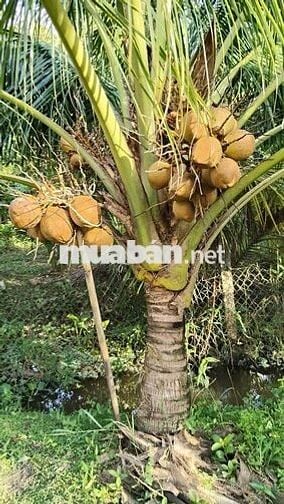 Nền thổ cư và đất ở mỹ khánh cách chợ 350m