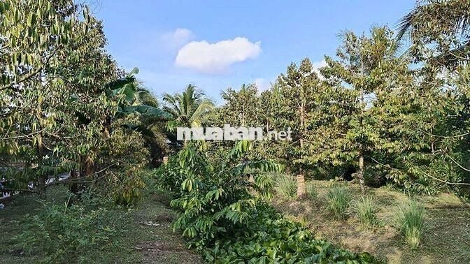 Nền thổ cư và đất ở mỹ khánh cách chợ 350m