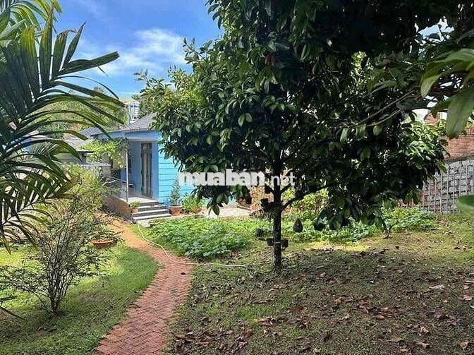 Homestay Dâu Tây Bảo Lộc DT: 934m2 sẵn 100 thổ cư 3 căn riêng biệt