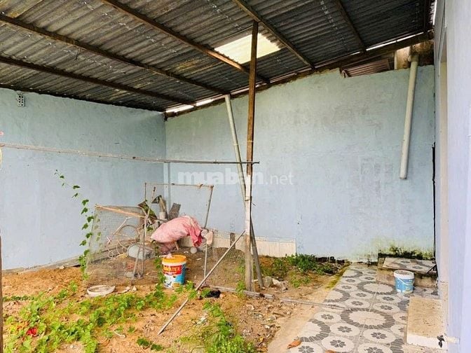 BÁn gấp căn nhà vườn ngay Tân Thông Hội, CỦ CHi, 800 triệu, 8x22m