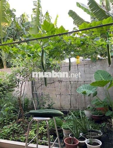 Biệt thự sân vườn mini - Dĩ An