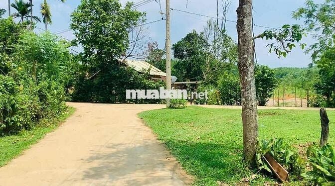 Mảnh vườn có sẵn đất ở mặt ngang 38m có sẵn đất ở