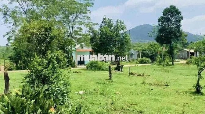 Mảnh vườn có sẵn đất ở mặt ngang 38m có sẵn đất ở