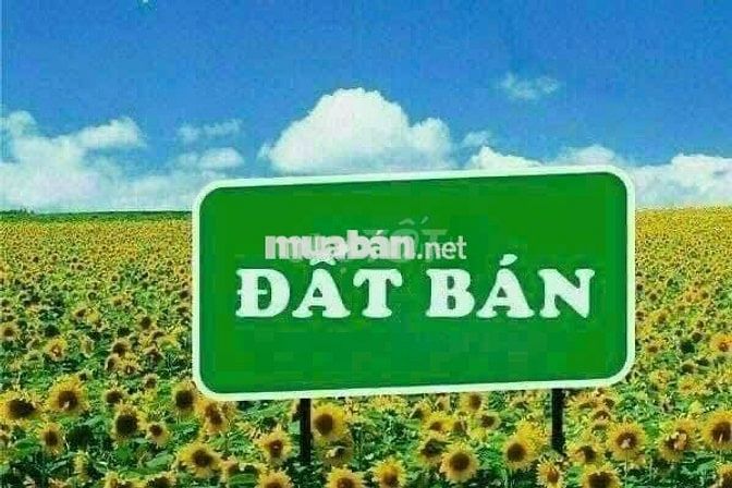Chinh chủ ban đất Tân Thạnh Đông, Củ Chi, DT 10x39m ,