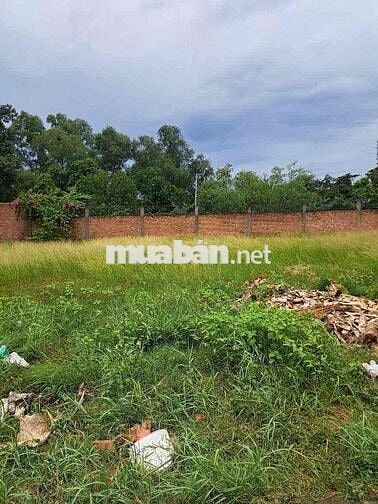 BÁN NHANH BIỆT THỰ NHÀ VƯỜN 1.667M² – FULL THỔ CƯ, HỒ BƠI, AO CÁ KOI –