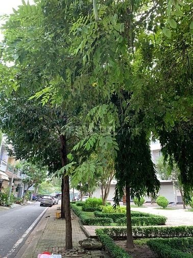 BÁN NHÀ ĐƯỜNG SỐ 86 Q6, VIEW CÔNG VIÊN (5X15) 4 TẤM ĐẸP. GIÁ 11,8 TỶ