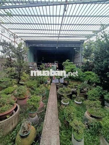 NHÀ+ XƯỞNG NHỊ BÌNH HÓC MÔN- 9×56- SỔ CN 383M2+ GIẤY TAY TỔNG 510M2