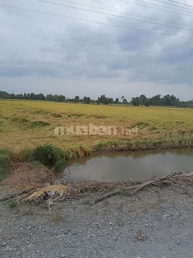 Bán đất NN,  Đức Hòa , Hựu Thạnh