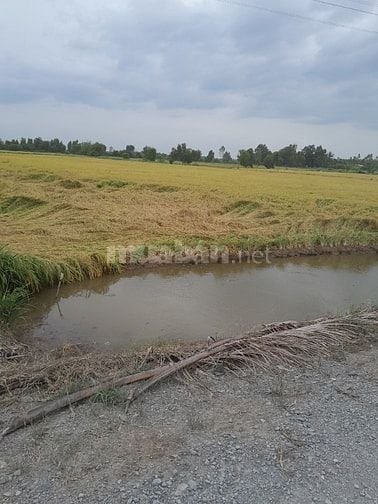 Bán đất NN,  Đức Hòa , Hựu Thạnh