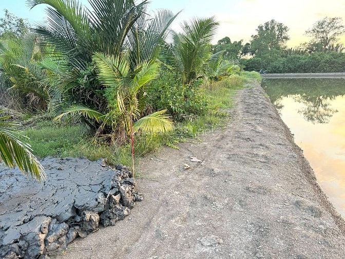 Cần bán 377m2 đất cây lâu năm đường liên ấp 2-3, Hiệp Phước, Nhà Bè 