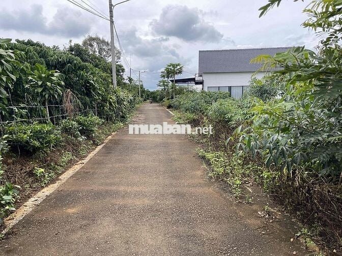 211,8m2 sẵn thổ cư ngay trung tâm Tứ Quý - Lộc An - Bảo Lâm chỉ 900tr