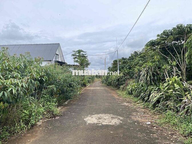 211,8m2 sẵn thổ cư ngay trung tâm Tứ Quý - Lộc An - Bảo Lâm chỉ 900tr