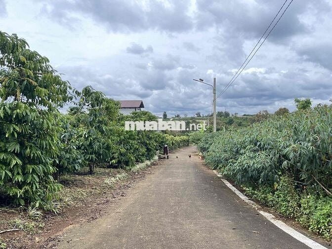 211,8m2 sẵn thổ cư ngay trung tâm Tứ Quý - Lộc An - Bảo Lâm chỉ 900tr