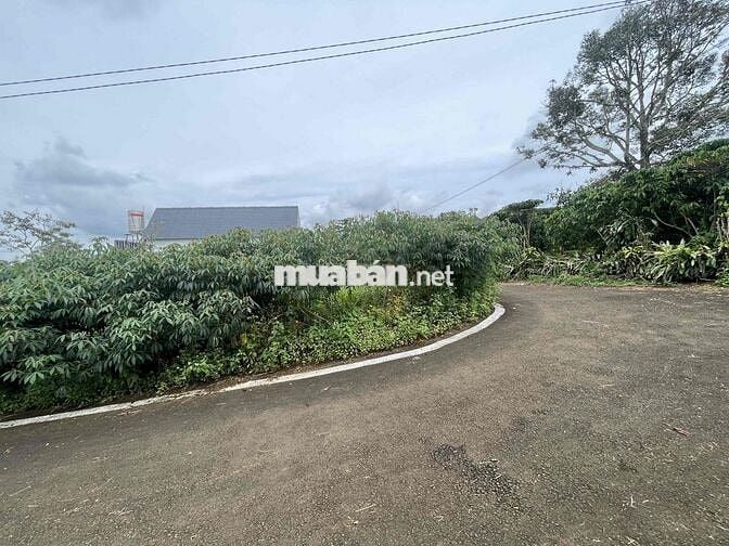 211,8m2 sẵn thổ cư ngay trung tâm Tứ Quý - Lộc An - Bảo Lâm chỉ 900tr