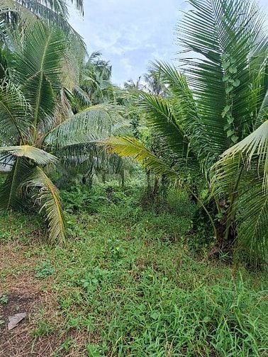 Bán đất vườn dừa chính chủ 