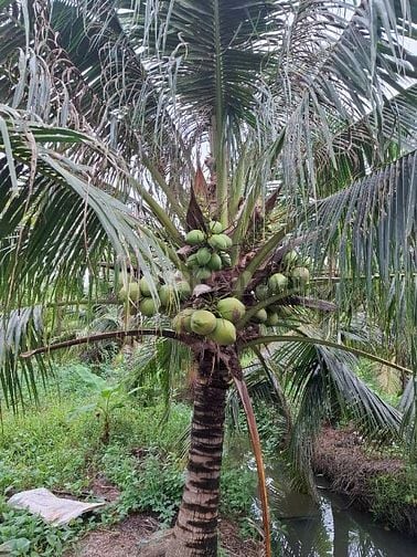 Bán đất vườn dừa chính chủ 