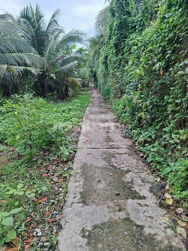 Bán đất vườn dừa chính chủ 